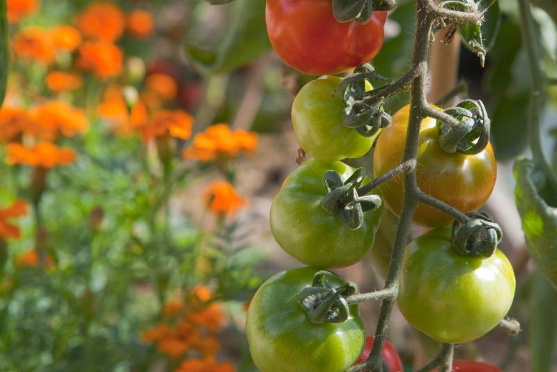 An Overview of Companion Planting with Tomatoes