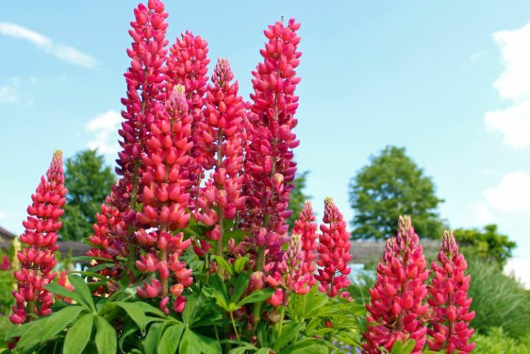Are Lupines Annual, Biennial, or Perennial Plants?