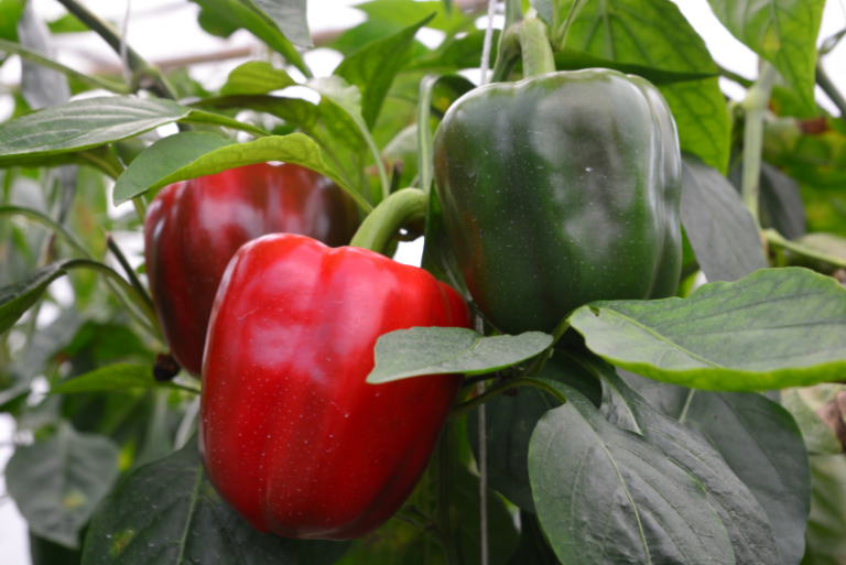 Companion Planting with Bell Peppers: A Gardener’s Guide
