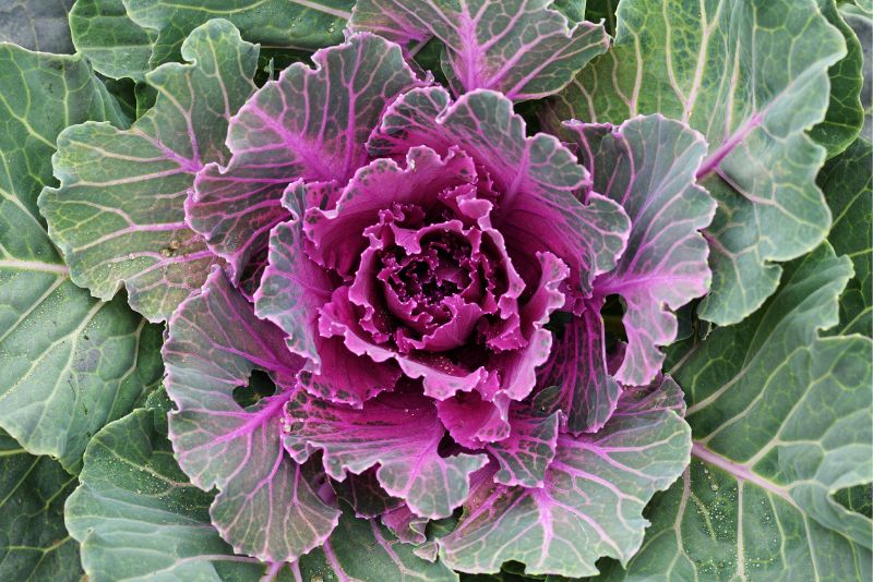 Benefits of Companion Planting with Kale