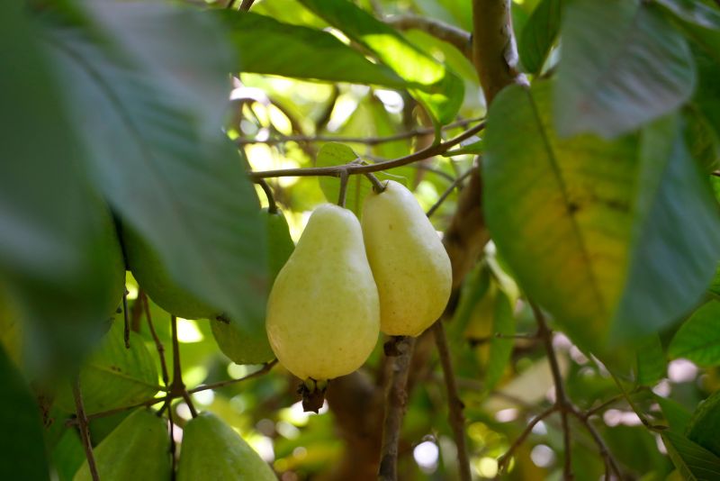 Benefits of Growing Guava Trees