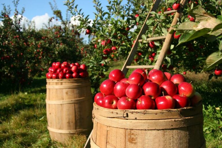 Best Way to Store Apples For The Winter
