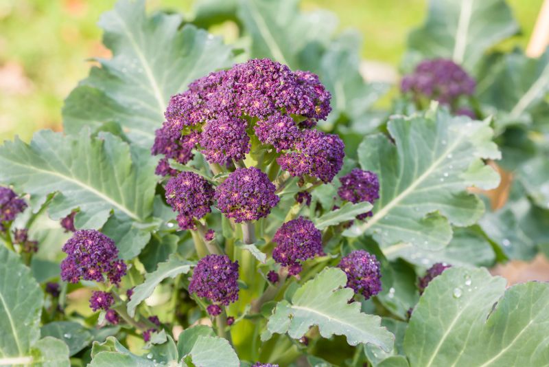 The Mutual Benefits of Companion Planting