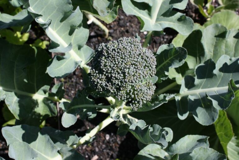 Companion Plants for Broccoli: Enhancing Your Garden