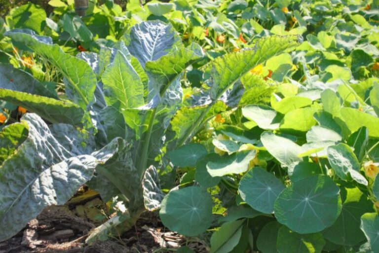 Optimizing Your Cabbage Patch: Companion Plants for Healthy Growth