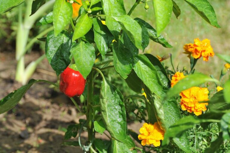 Companion Planting: Marigolds and Peppers in Your Garden
