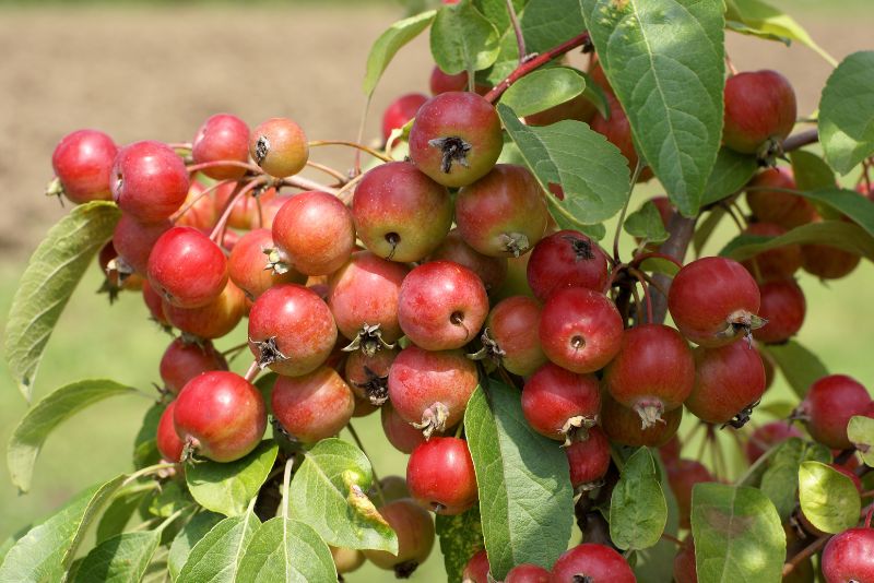 What Are Crab Apples?