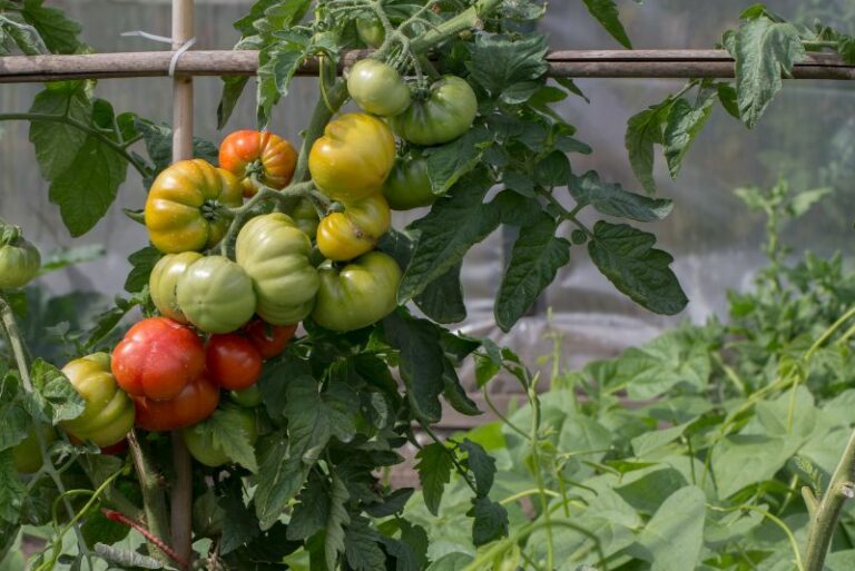 Growing Potatoes and Tomatoes Together: A Gardener’s Guide