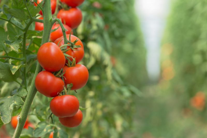 Benefits of Growing Tomatoes and Peppers Together