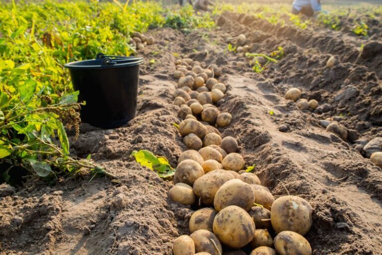 Planting Cucumbers with Potatoes: Compatibility and Benefits