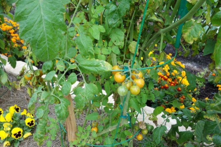 Companion Planting: Marigolds and Tomatoes