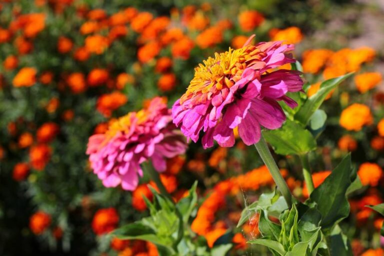 Planting Marigolds and Zinnias Together: A Gardener’s Guide