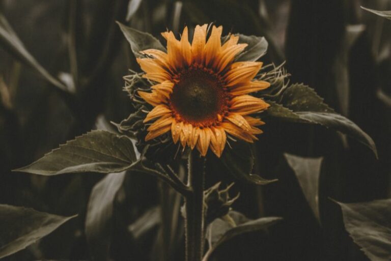 Cheer Up! Solutions for Sunflowers That Droop