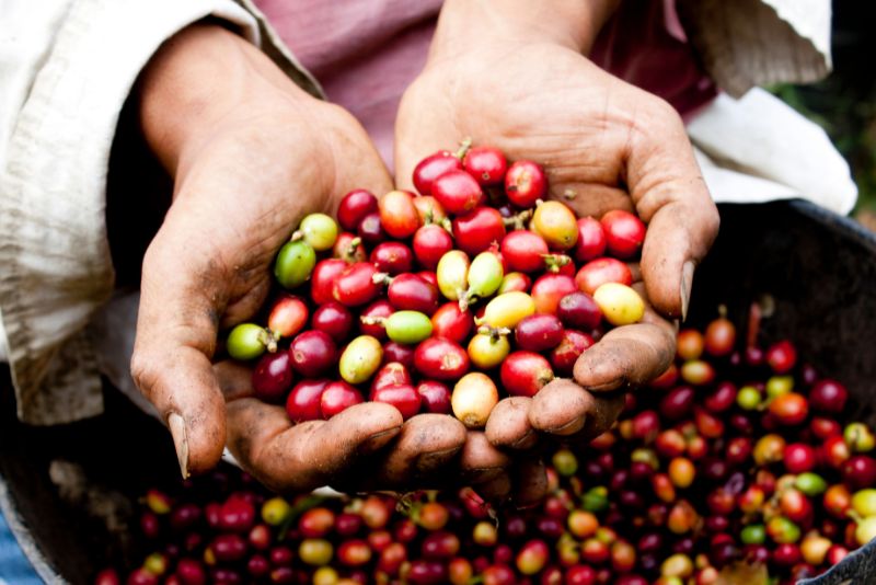 Growing Your Own Coffee