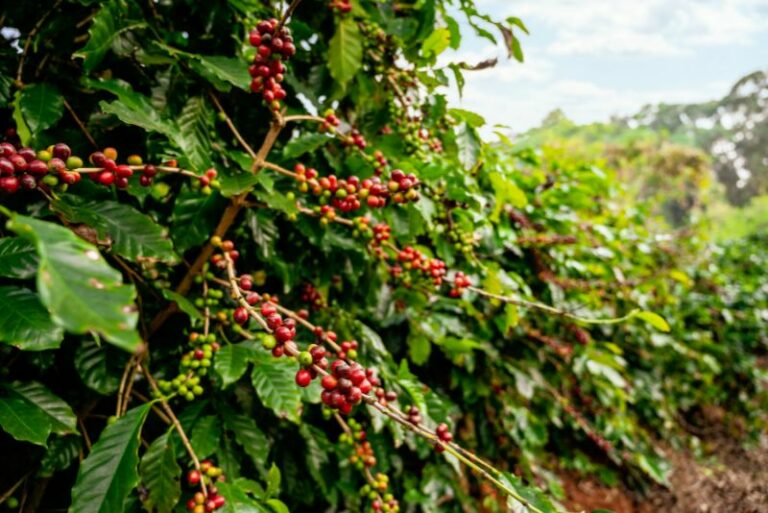 Home Coffee Plant Cultivation: A Sustainable Guide