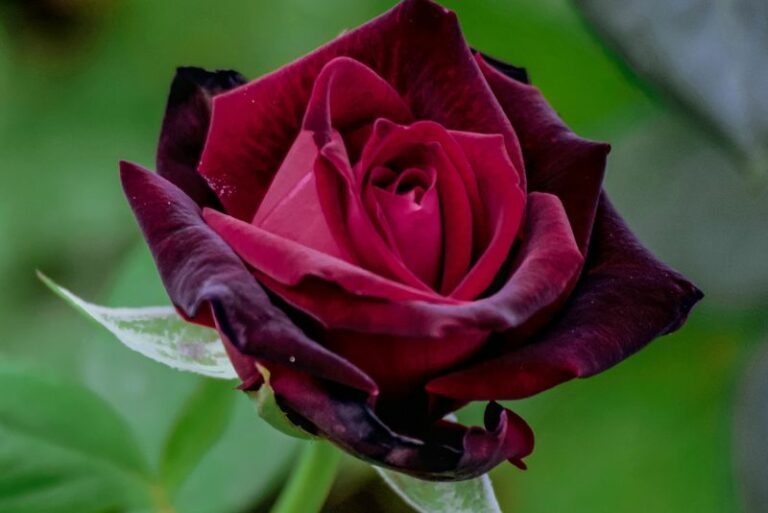 Combatting Rose Spot Anthracnose: A Gardener’s Definitive Guide