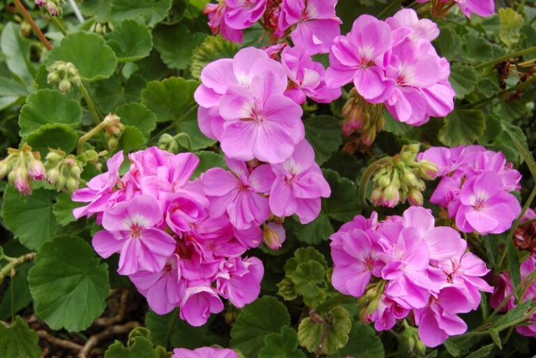 Common Geranium Diseases and How to Address Them