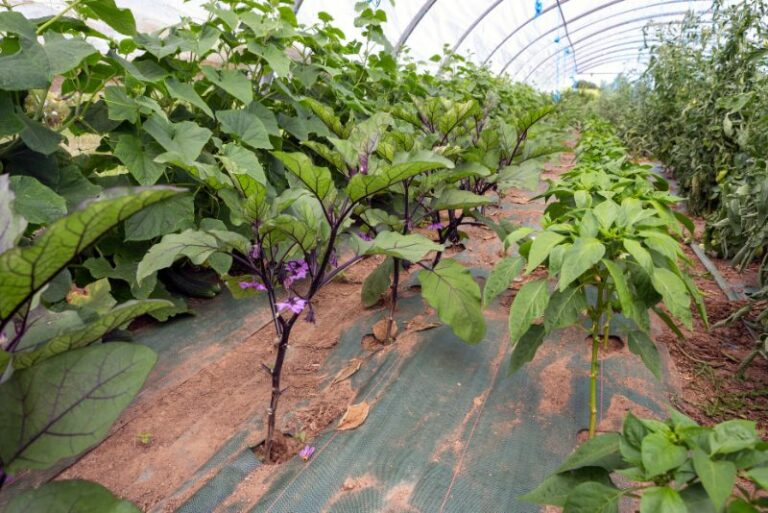 Companion Plants to Grow with Eggplants
