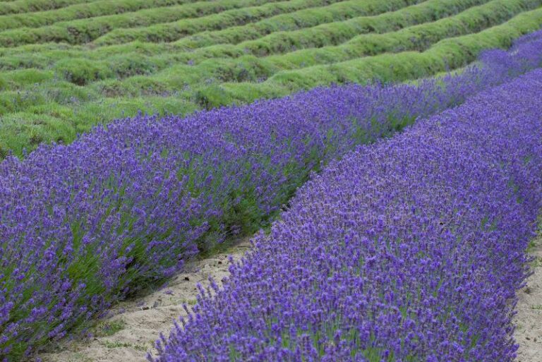 Companion Plants to Grow With Lavender: A Garden’s Perfect Symphony