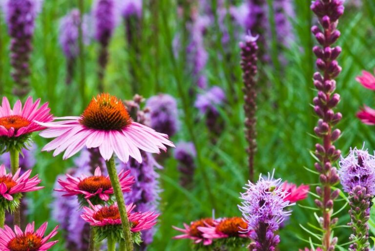 Companion Plants for Blazing Star Flowers: Cultivating a Thriving Ecosystem