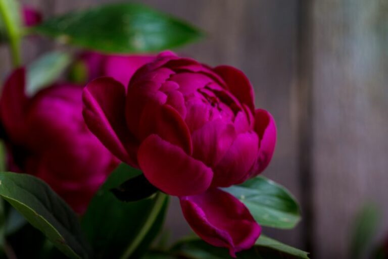 Companion Plants for Peonies: Enhancing Your Garden