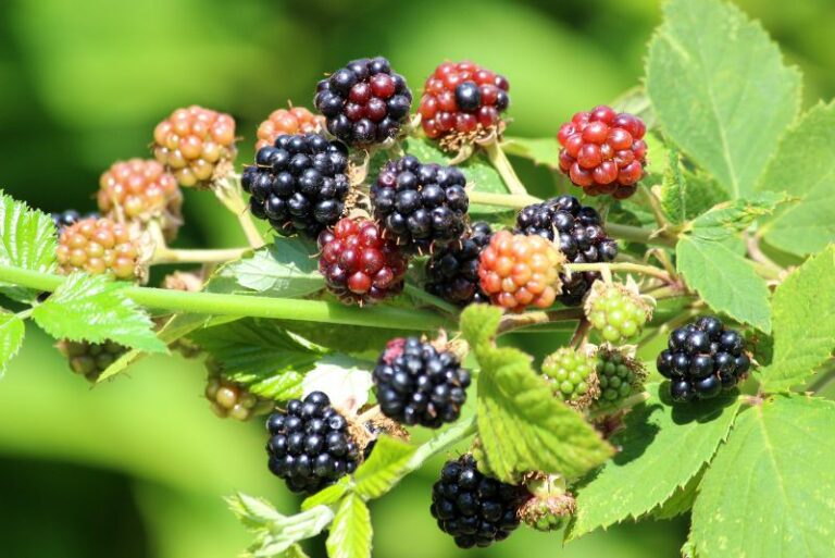 Companion Plants for Blackberries: Enhancing Growth and Biodiversity