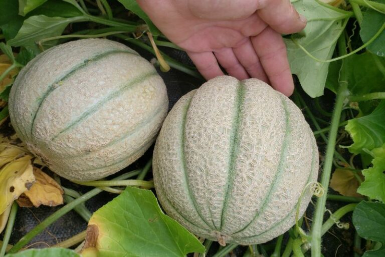 Companion Plants for Cantaloupe: Enhancing Growth and Yield