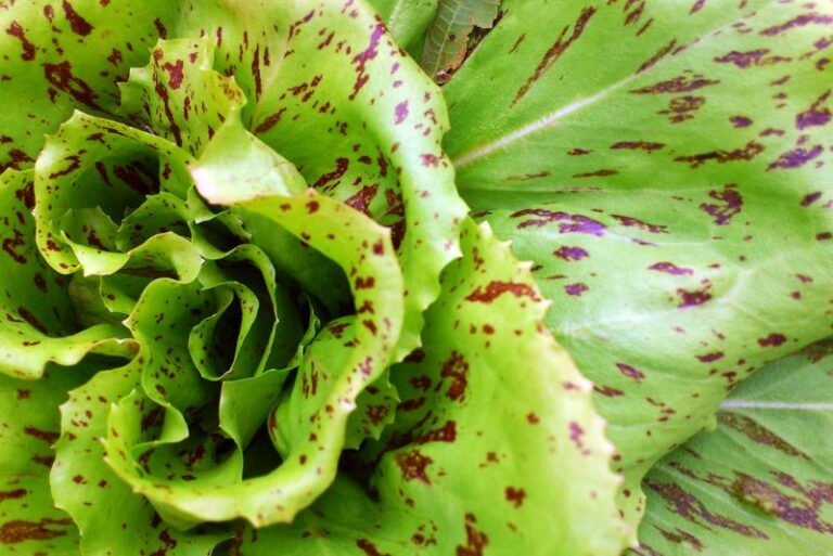 Companion Plants for Radicchio: Enhancing Your Garden’s Potential