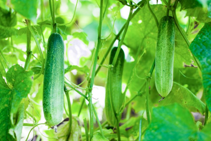 Compatibility of Cucumbers and Peppers