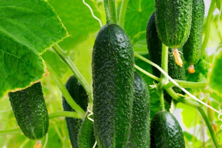Cucumber Companion Plants for Integrated Pest Management and Bountiful Yields