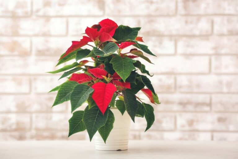 Demystifying the Myth: Are Poinsettia Plants Really Poisonous?