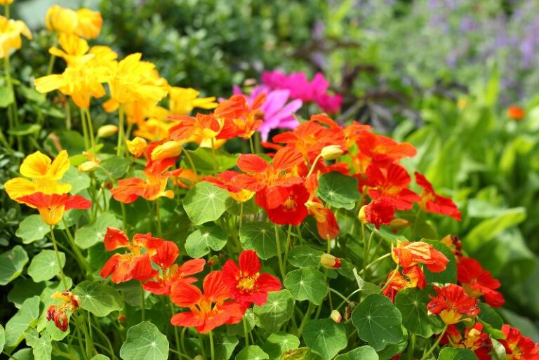 Exploring Nasturtiums: Natural Pest Repellents in Gardening