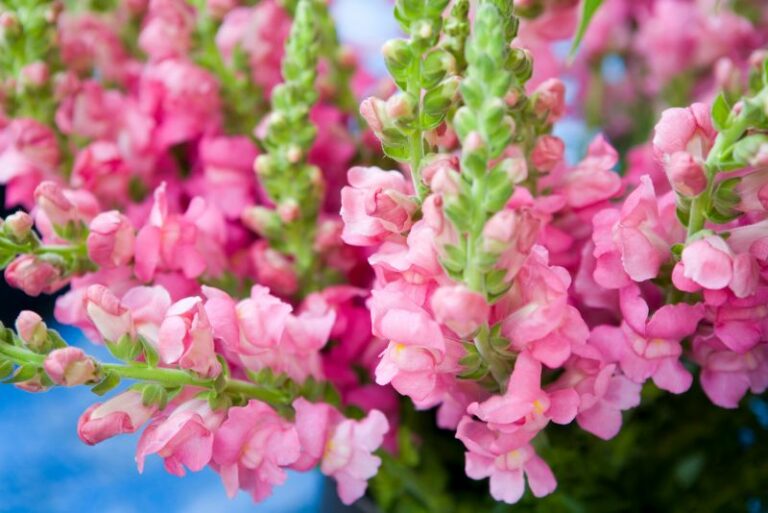 Eating Snapdragons: How to Harvest and Use the Flowers and Leaves