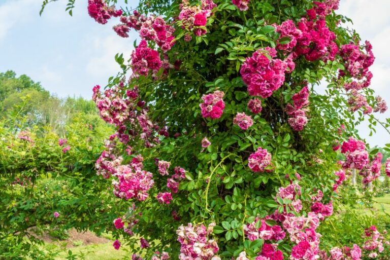 Exploring Jackson & Perkins Roses: A Gardener’s Delight