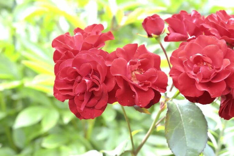 Exploring Floribunda and Polyantha Roses: A Gardener’s Guide