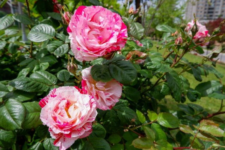 Gardening with Osiria Roses: Tips, Care, and Aesthetics