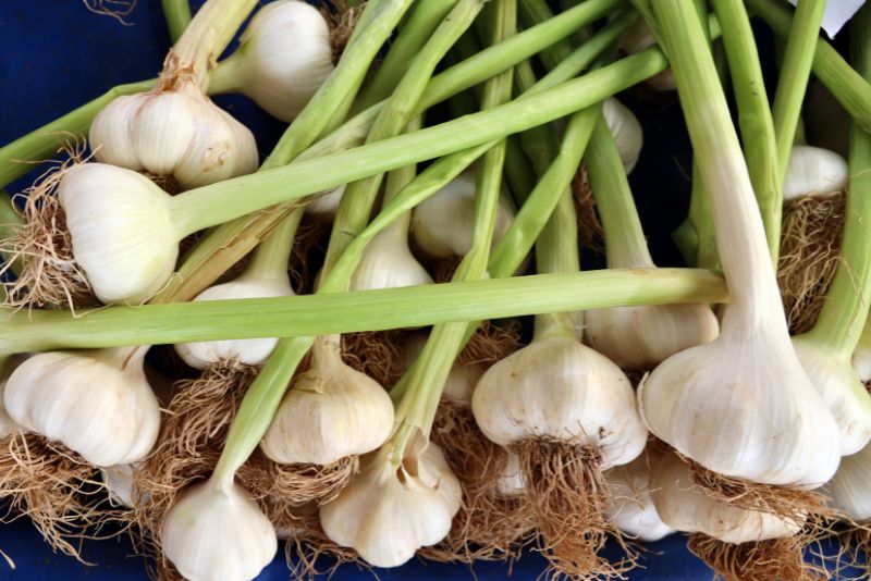 Benefits of Garlic Companion Plants