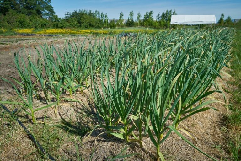 Garlic Companion Plants: Good Allium Neighbors