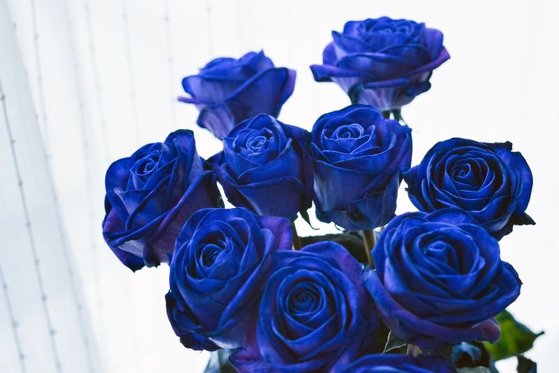 The Myth of the Blue Rose Bush