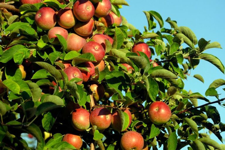 Growing Star Apple: A Gardener’s Guide to Cultivating This Fruitful Delight
