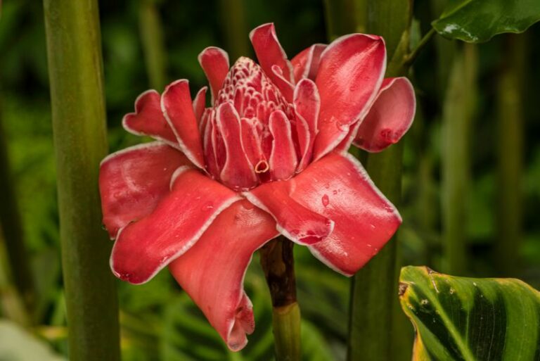 Growing Torch Ginger Flowers: A Gardener’s Guide
