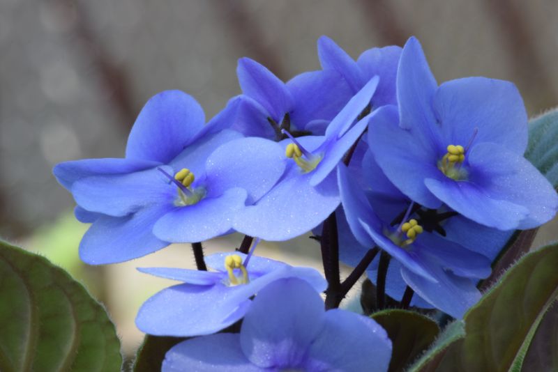 Benefits of Growing Violets in Containers