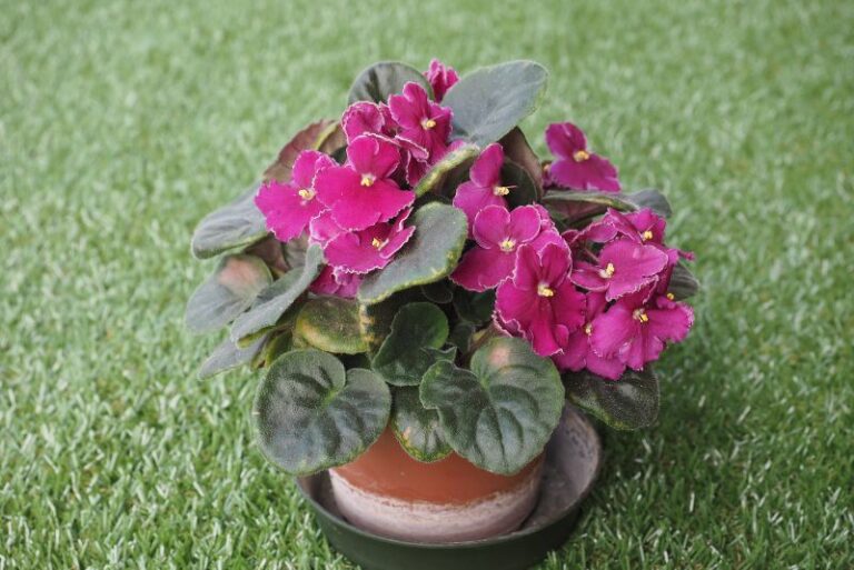 Growing Violets in Containers: A Complete Guide