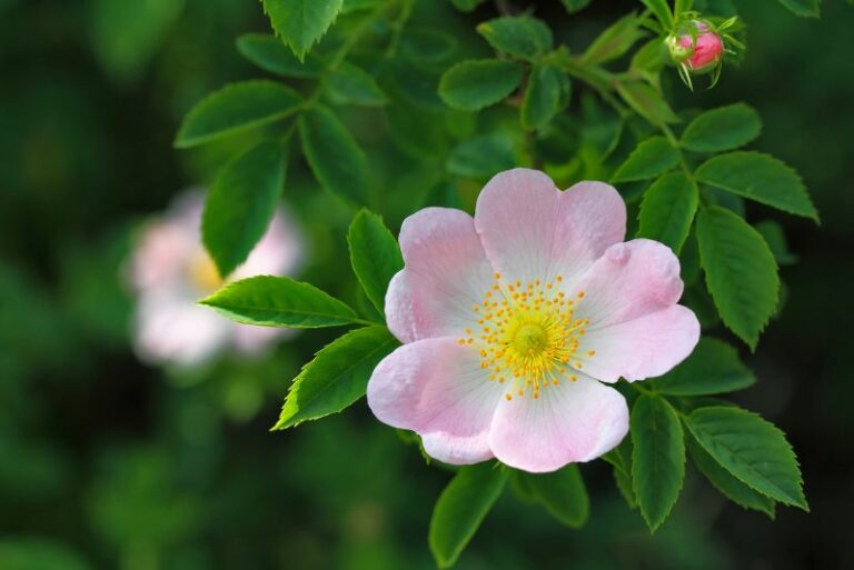 Growing Wild Roses: How To Cultivate the Untamed Beauty of the Rose World