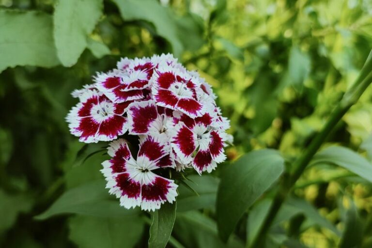The Complete Guide to Growing and Caring for China Pink Dianthus