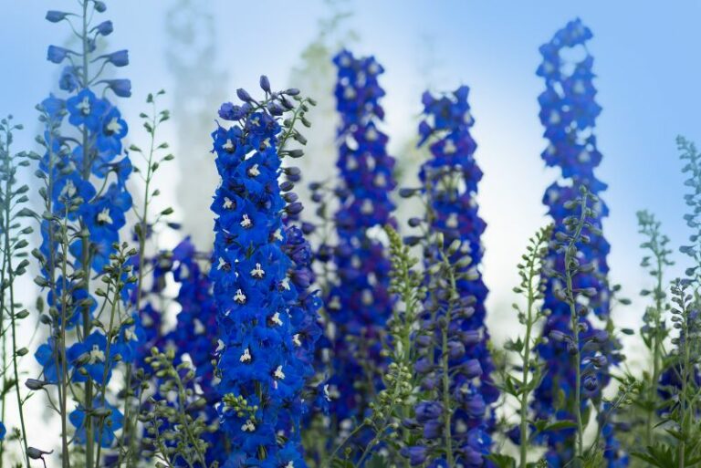 The Ultimate Guide to Growing and Caring for Dreamy Delphinium Flowers