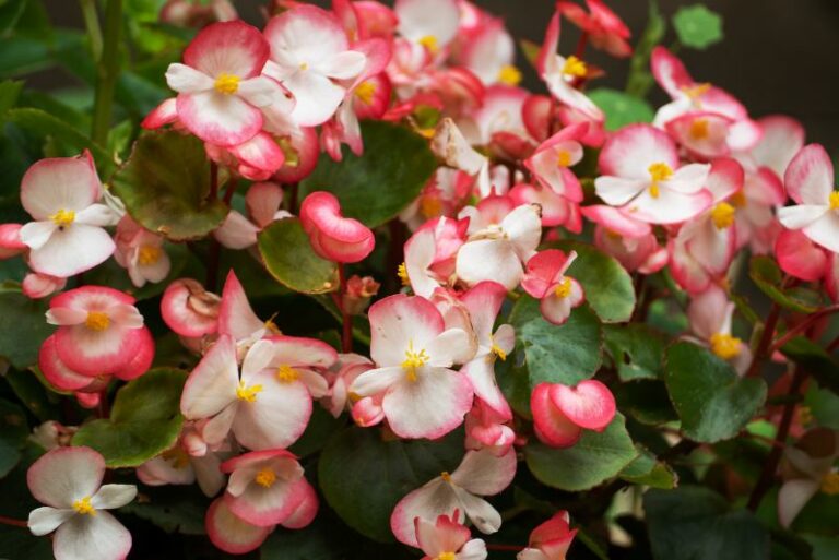 Comprehensive Guide to Growing and Caring for Wax Begonias