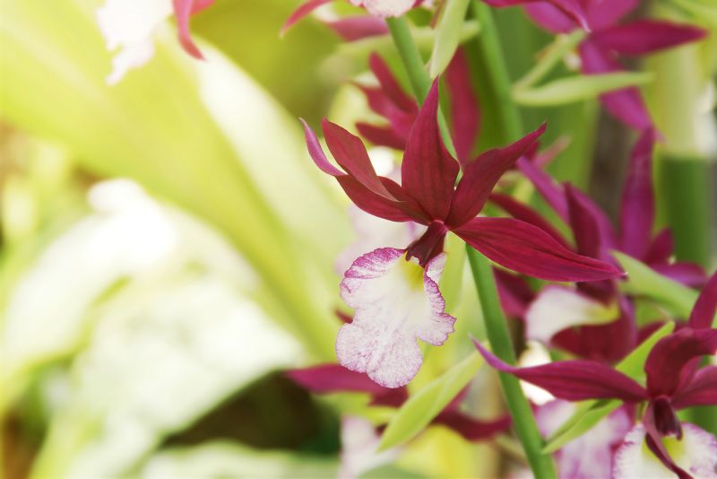 Understanding Calanthe Orchids
