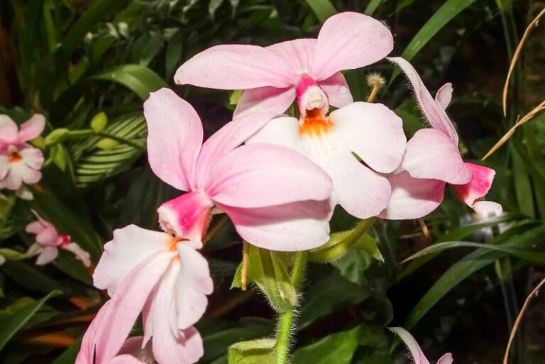 Ultimate Guide to Calanthe Orchid Care: Growing and Nurturing Tips