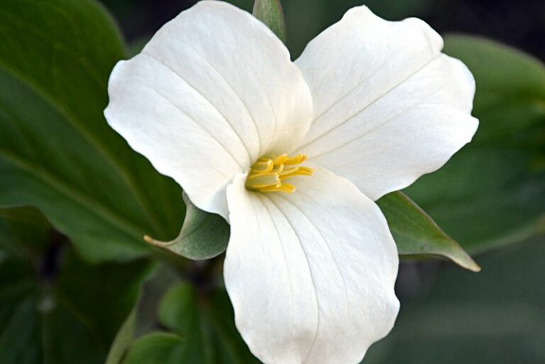 How to Grow and Care for Trillium Flowers (Birthroots)